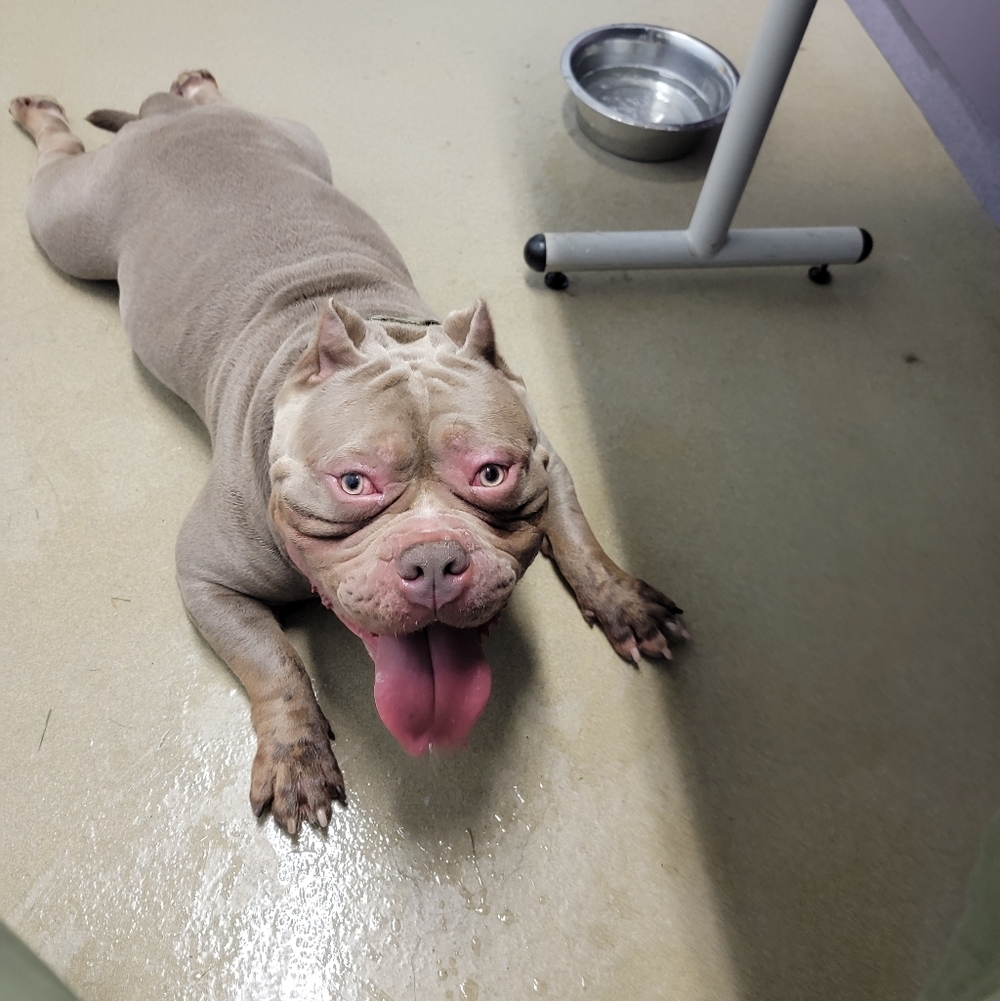 Meet your Posher, James